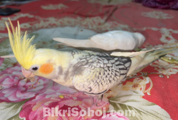 Tame cockatiel bird